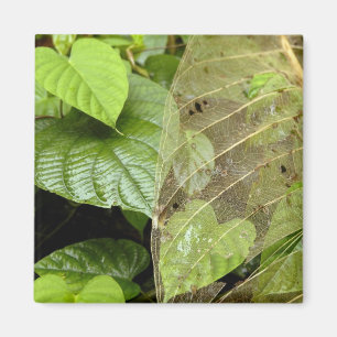 Imán Centroamérica, Costa Rica, Sarapiqui, Braulio