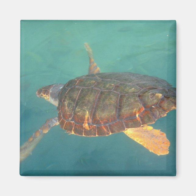 Imán Centroamérica, Panamá, Bocas Del Torro (Frente)