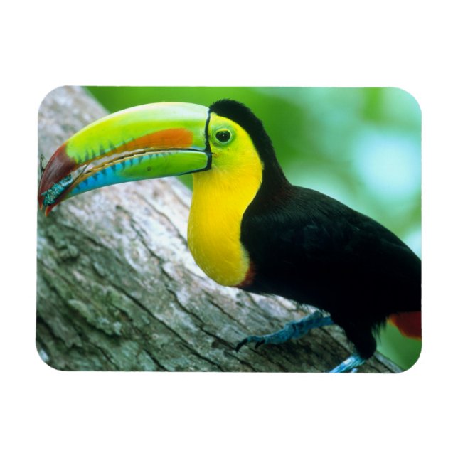 Imán CENTROAMÉRICA, Panamá, Isla Borro Colorado 2 (Horizontal)