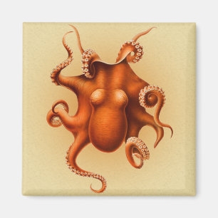 Imán Cephalapod Vintage