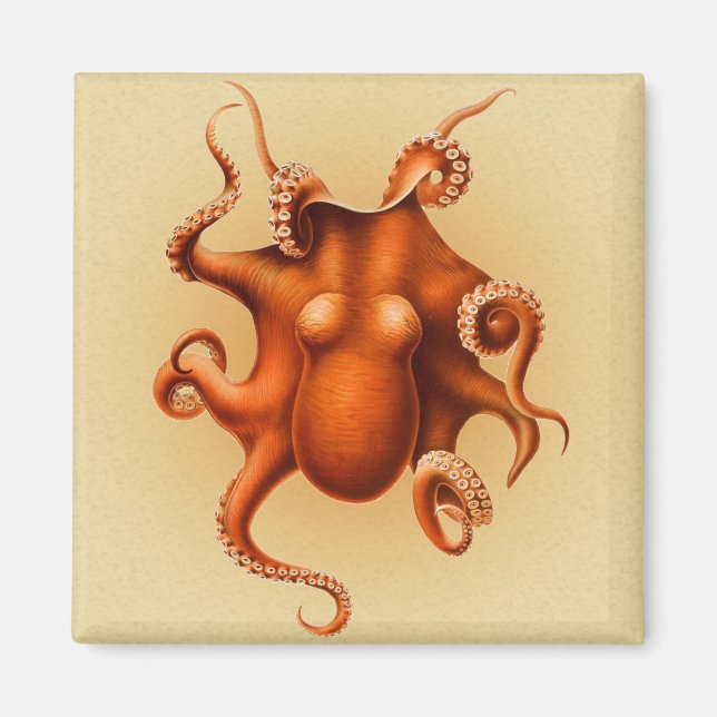 Imán Cephalapod Vintage