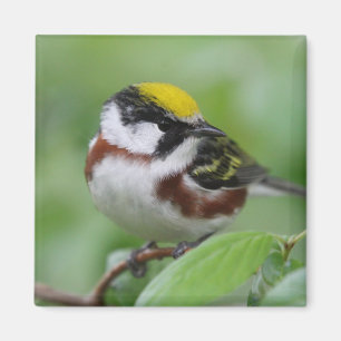 Imán Cephalus chestinus