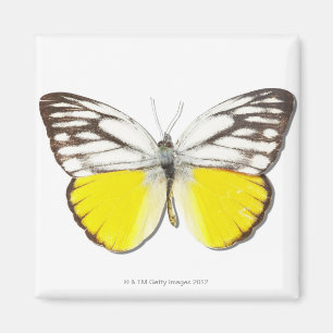 Imán Cepora aspasia