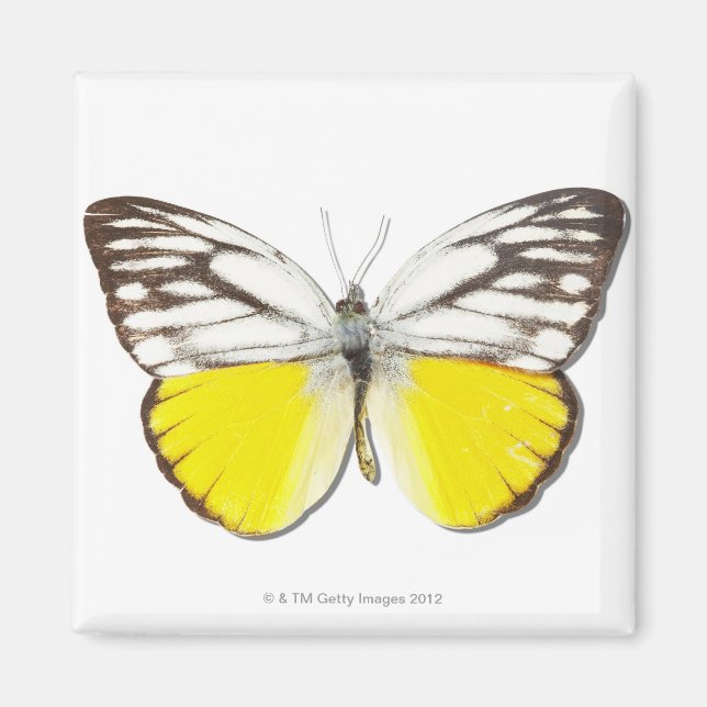 Imán Cepora aspasia (Frente)