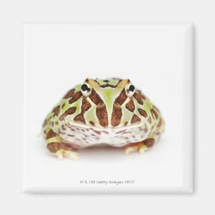 Imán Ceratophrys Cranwelli, rana de cuerno de Cranwell,