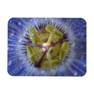 Imán Cercanía de la flor de la pasión de peluche. Cr