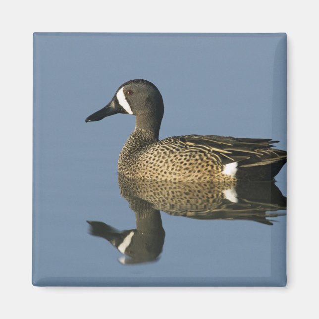 Imán Cerceta Aliazul, Anas discors,macho, Puerto (Frente)