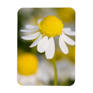 Imán Cerco de la flor de Chamomile, Hungría