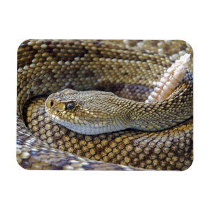 Imán Cerco de serpiente venenosa
