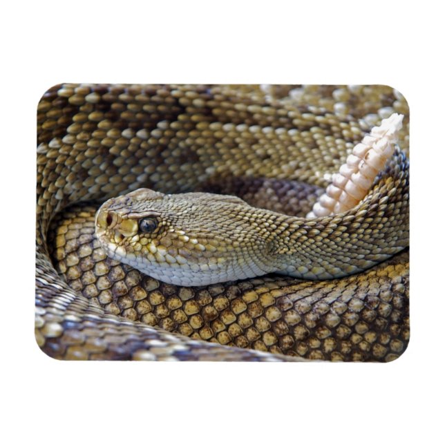 Imán Cerco de serpiente venenosa (Horizontal)