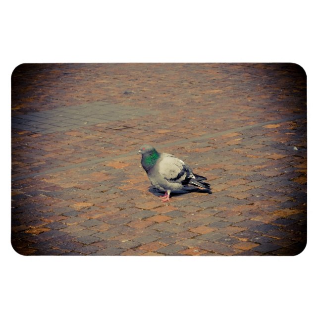 Imán Cerdo (Horizontal)