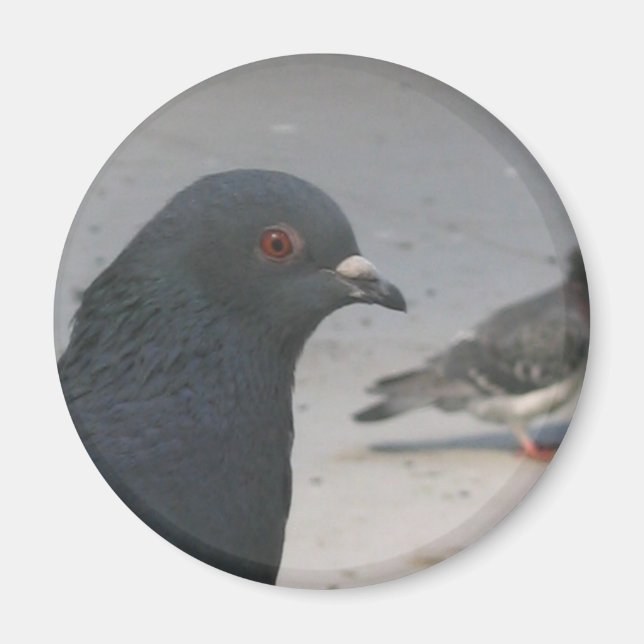 Imán Cerdo (Frente)