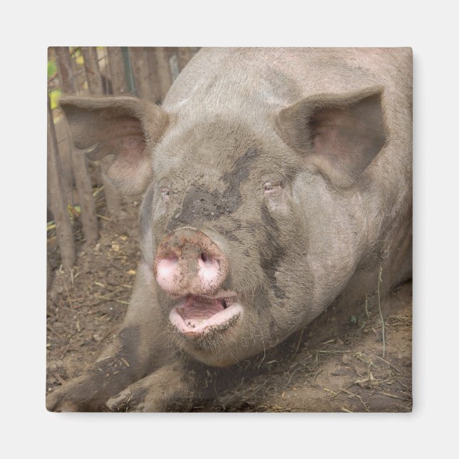 Imán Cerdo (Frente)