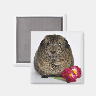 Imán Cerdo con flores, dulce, limón agouti con Guinea