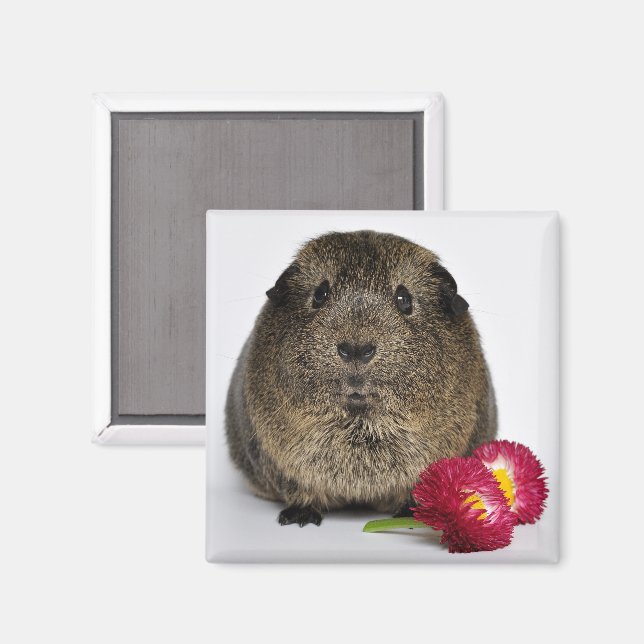 Imán Cerdo con flores, dulce, limón agouti con Guinea (Anverso/Reverso)