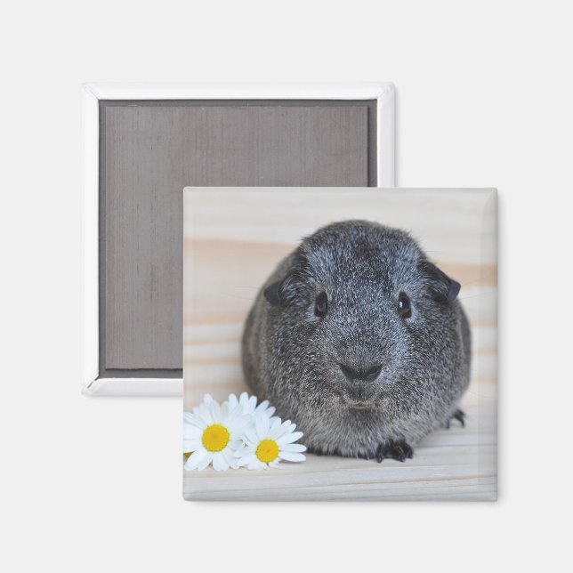 Imán Cerdo cute agouti con maricones (Anverso/Reverso)