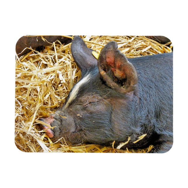 IMÁN CERDO CUTIDO (Horizontal)