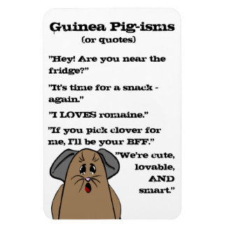Imán Cerdo de Guinea
