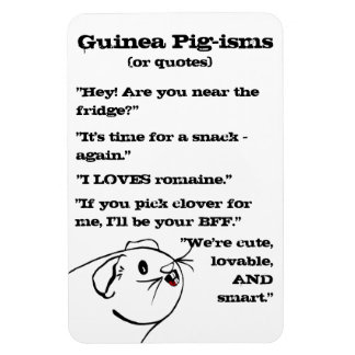 Imán Cerdo de Guinea