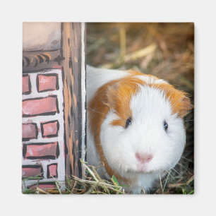 Imán Cerdo de Guinea