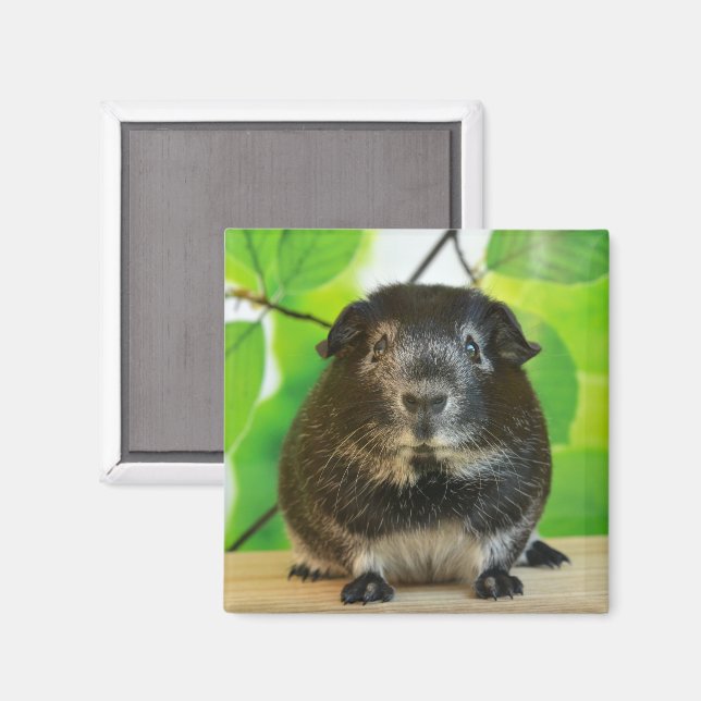 Imán Cerdo de Guinea de Plata Cuta (Anverso/Reverso)