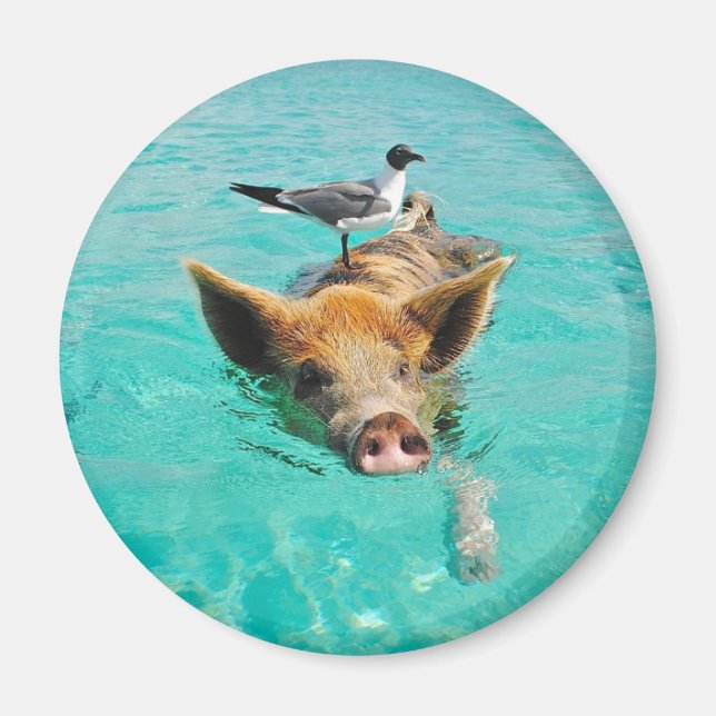 Imán Cerdo fino nadando en el agua (Frente)