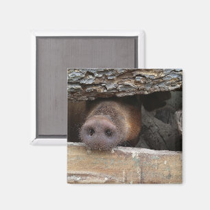 Imán Cerdo marrón tocando nieve a través de una cerca r