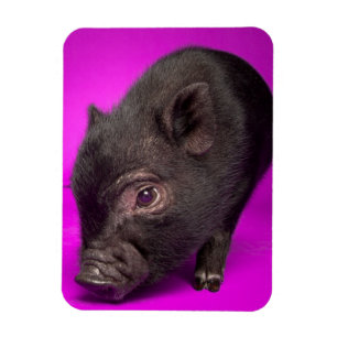 Imán Cerdo negro del bebé