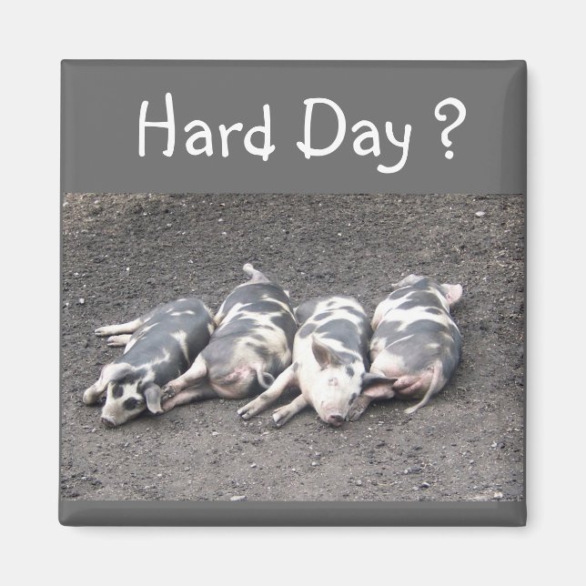 Imán Cerdos (Frente)