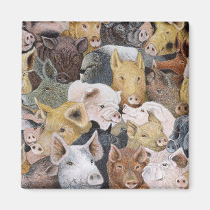 Imán Cerdos a montones