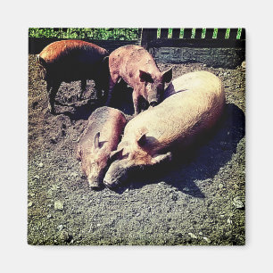 Imán Cerdos, abrazándose en el barro