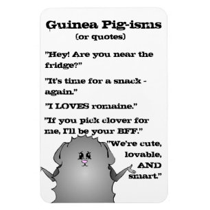 Imán Cerdos de Guinea abisina