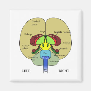 Imán Cerebro etiquetado