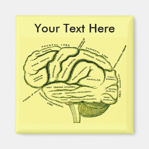 Imán Cerebro humano