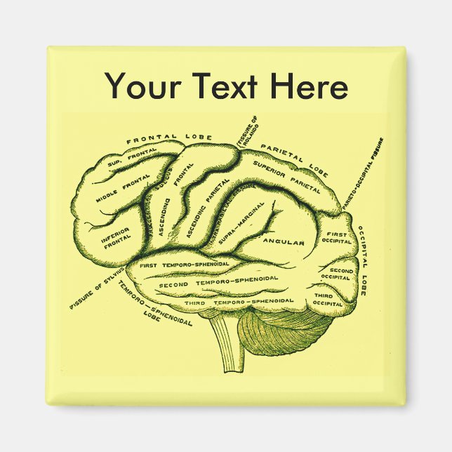 Imán Cerebro humano (Frente)