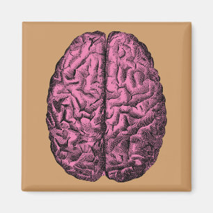 Imán Cerebro humano de la anatomía