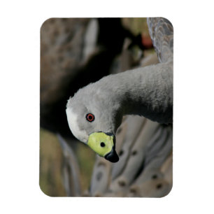 Imán Cereopsis novaehollandiae o Cabo Barren Goose