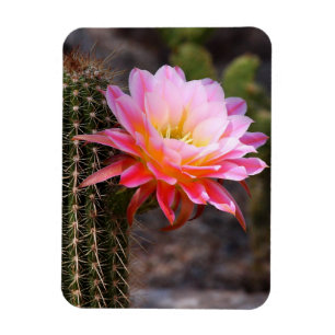 Imán Cereus en flor de cactus rosado