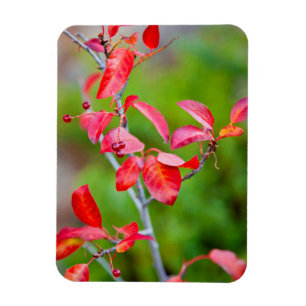 Imán Cerezo choke de Virginia (Prunus Virginiana) en ot