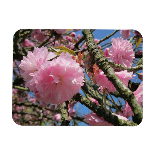 Imán Cerezo en flor (Horizontal)