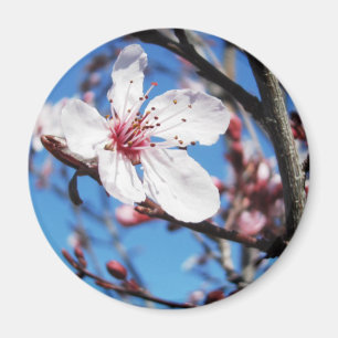 Imán Cerezo en flor 2