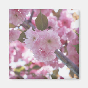 Imán Cerezo en flor 4