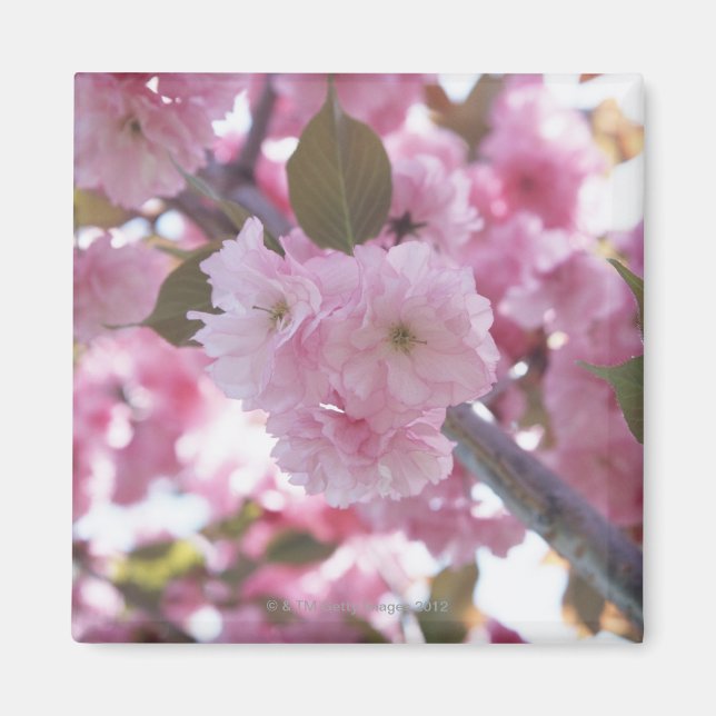 Imán Cerezo en flor 4 (Frente)