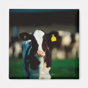 Imán Cernícalo de Holstein-Friesian