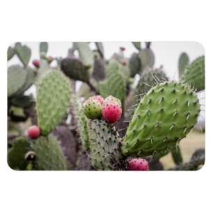 Imán Cerrar Cactus Pear Picos