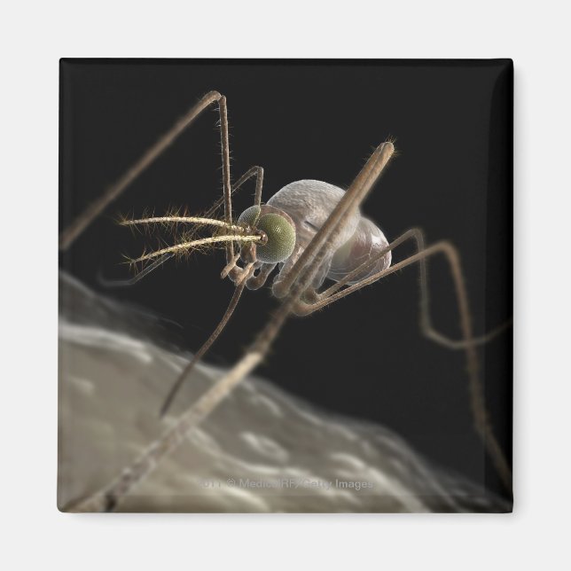 Imán Cerrar la picadura de mosquitos en 3d (Frente)