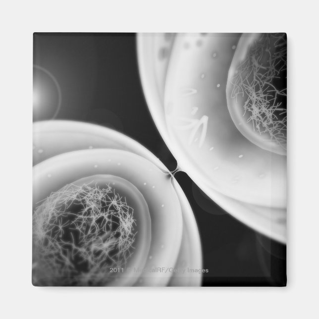 Imán Cerrar la vista a la división de celdas (Frente)