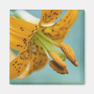 Imán Cerrar una lirio amarilla