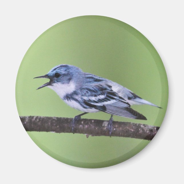 Imán Cerulean Warbler (Frente)