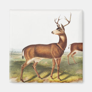 Imán Cervus Richardsonii (Cervus Richardsonii)